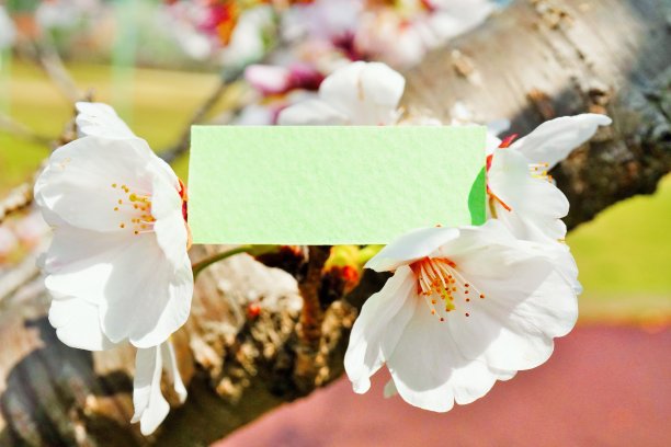 一个空白标题框架的模型放置在吉野樱桃树的樱花，背景是一条铺平的道路图片下载