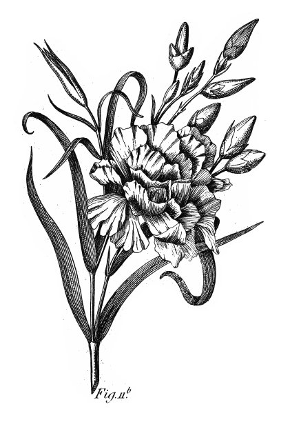 康乃馨，多科栽培植物，多为雕刻古玩插图，1851年出版图片下载
