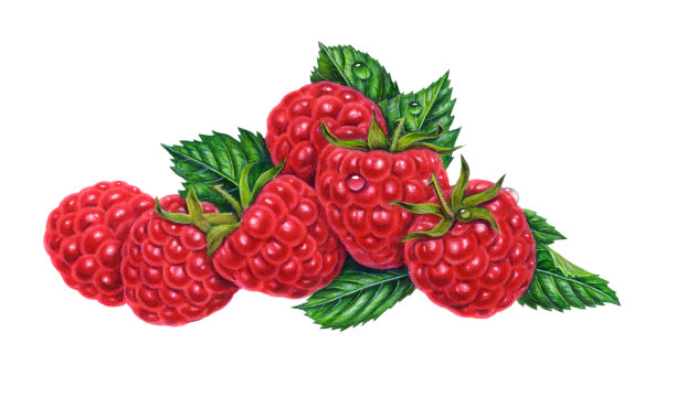 覆盆子红组图片下载