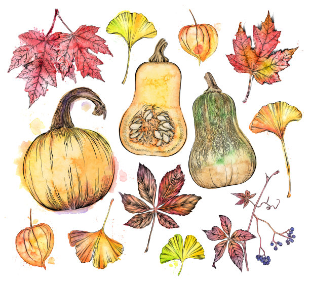 秋天的物品。矢量墨水和水彩画秋天南瓜，南瓜，叶子，藤蔓和更多图片下载