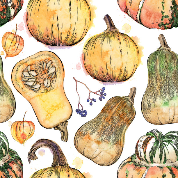 秋天的物品。向量墨水和水彩画的秋天南瓜和南瓜图片下载