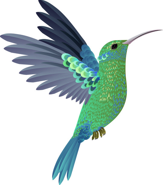 美丽的蜂鸟图片下载