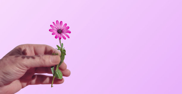 男性的手握非洲雏菊花、旗帜图片下载