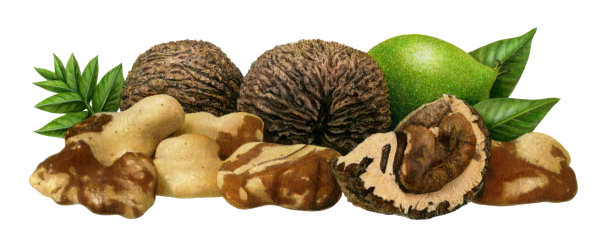 坚果——黑核桃图片下载