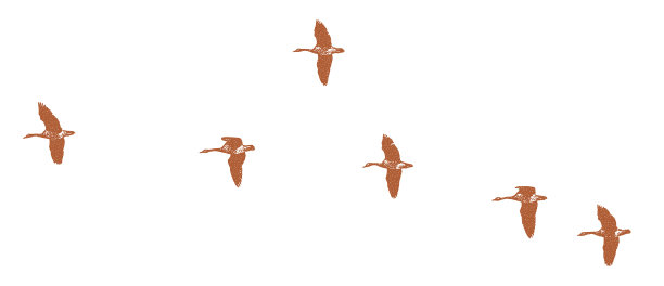 加拿大大雁编队飞行图片下载