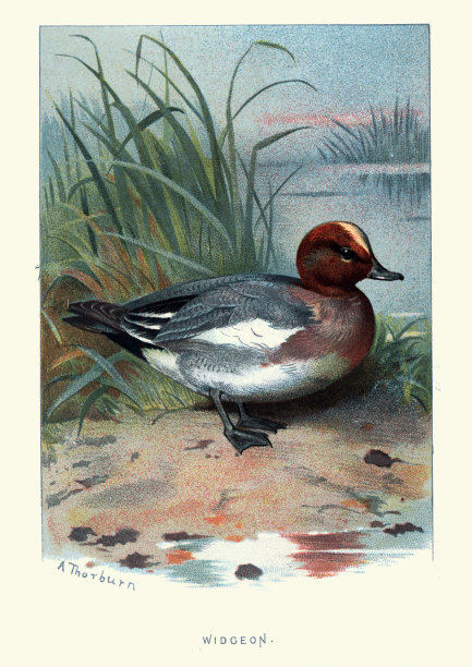 自然历史鸟类，欧亚野鸽(野鸽)(佩内洛普)图片下载