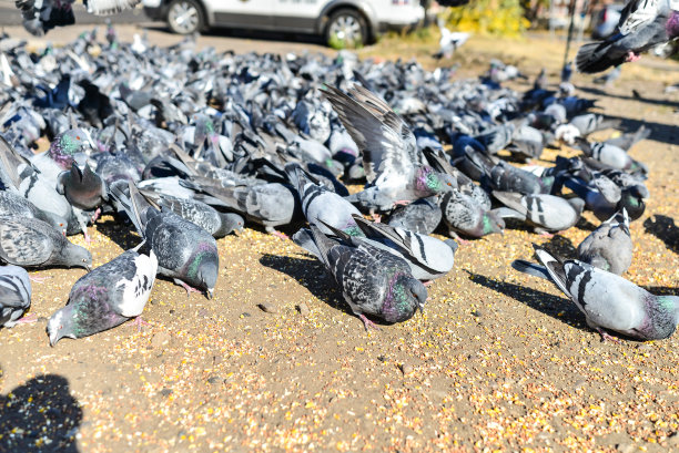鸽子在市区进食图片下载