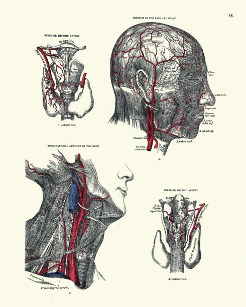解剖学，动脉面和头皮，甲状腺，颈部，维多利亚解剖学绘图图片下载