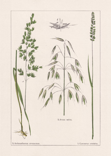 单子叶植物，草类，色版画，出版于1895年图片下载