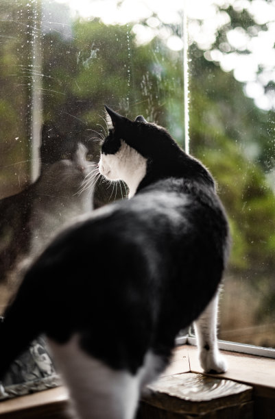 好奇的小猫看到角落玻璃反射的倒影图片下载