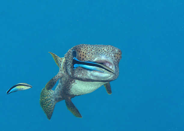 清洁站的豪猪鱼与清洁濑鱼图片下载