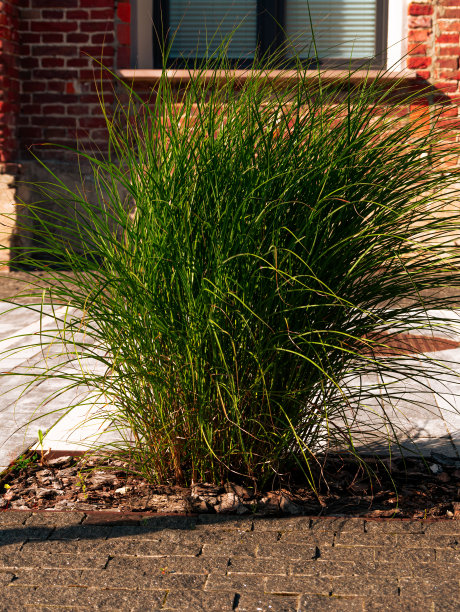 中国银草芒草在现代阁楼咖啡厅露台时髦的观赏潘帕斯植物景观设计。图片下载