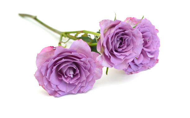 一束玫瑰色的玫瑰孤立在白色图片下载