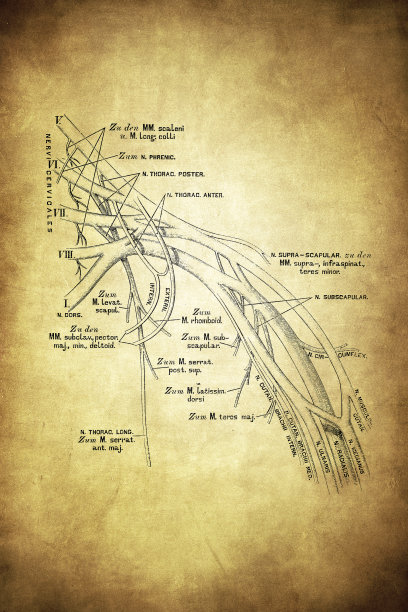 臂神经网锁骨上部和锁骨下部的结构图片下载