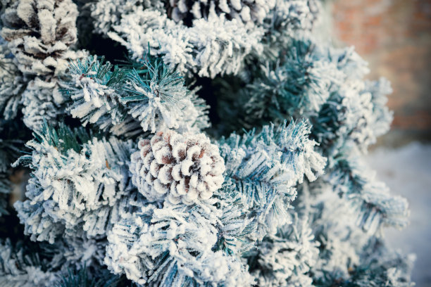 冬天的松树特写。圣诞快乐，新年快乐的概念图片下载