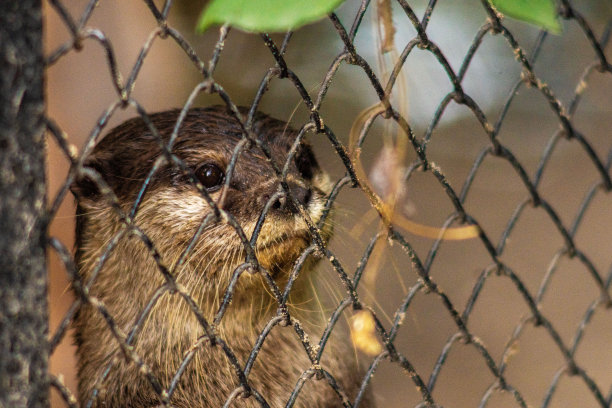 水獭在铁链栅栏后面图片下载