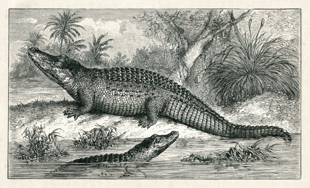 尼罗鳄插画图片下载
