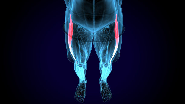 男性胫骨前肌解剖系统。三维演示图片下载