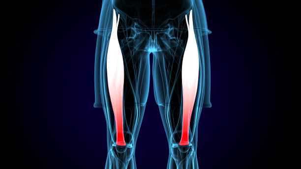 男性胫骨前肌解剖系统。三维演示图片下载