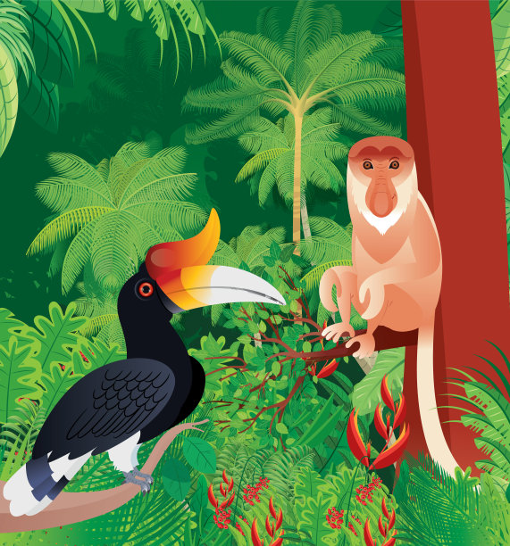 长鼻猴和犀鸟图片下载