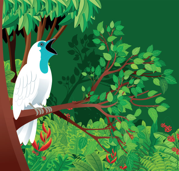 裸喉风铃鸟和热带森林图片下载