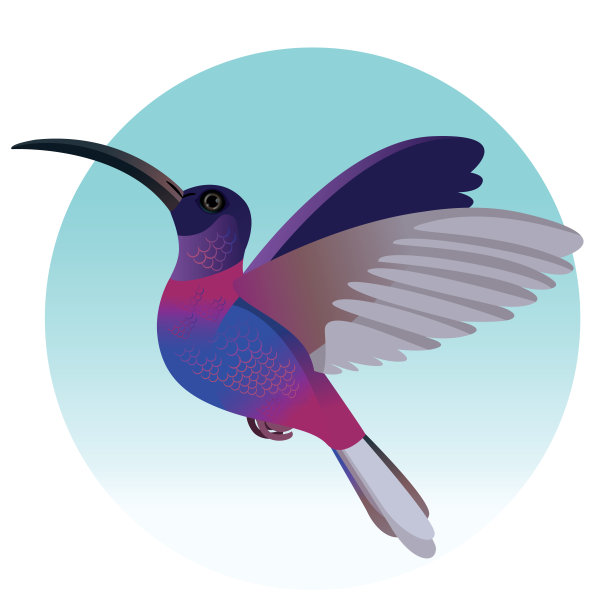 蜂鸟飞行图片下载