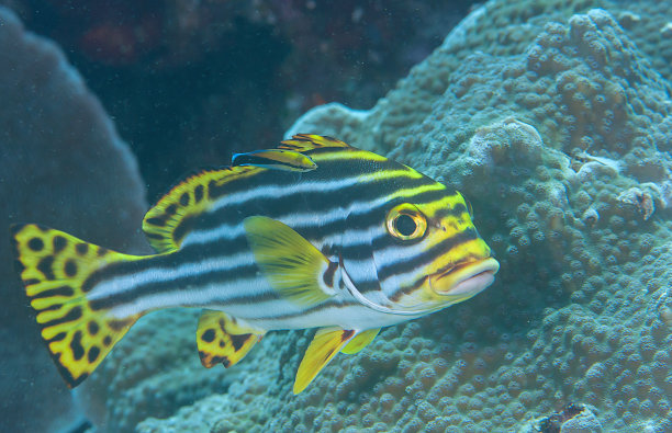 珊瑚上的东方凤仙花图片下载