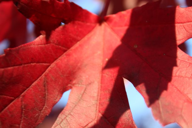 红色的叶子图片下载