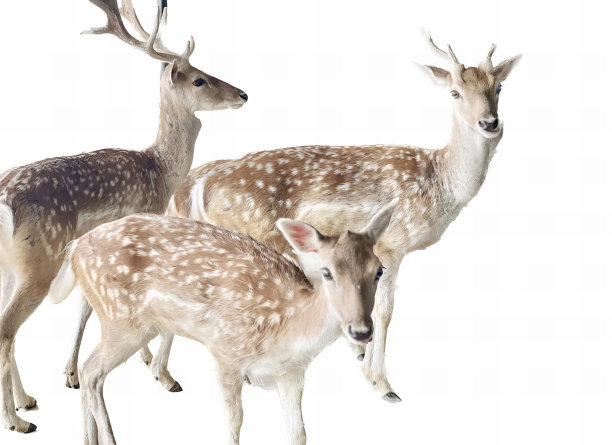 一群鹿站在一起的照片，三只鹿站在一群白色的背景上。图片下载