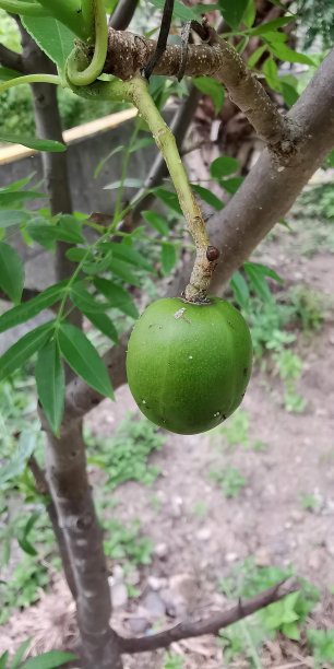 一个绿色的水果挂在树枝上的照片，森林里有一个绿色的水果挂在树上。图片下载