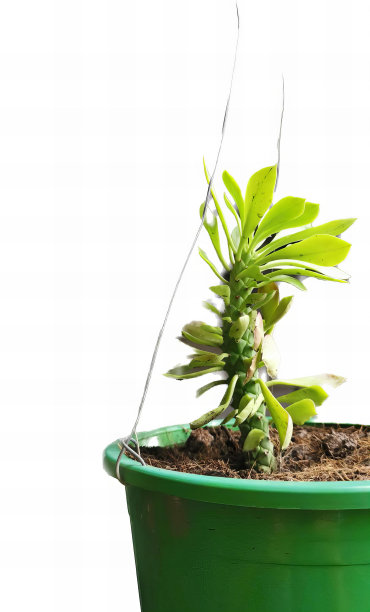 一张绿色盆栽植物的照片，有一个绿色的花盆，里面有一株植物。图片下载