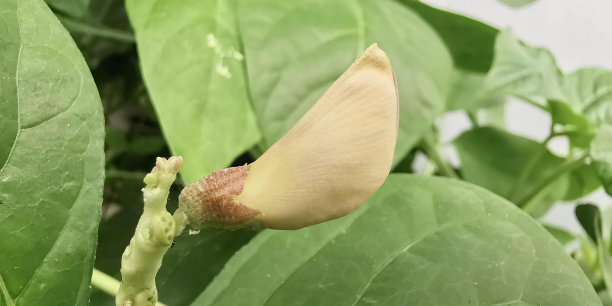 绿叶植物上的一朵花正在发芽的照片，绿叶植物上有一朵花正在发芽。图片下载