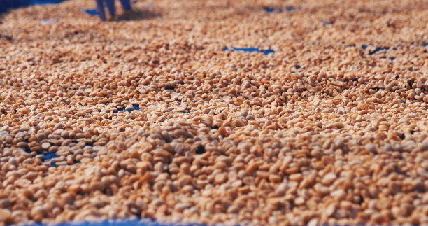 在生态农场里，生咖啡豆堆着干燥的绿色种子。香气浓咖啡农场种植咖啡豆农业对象。晒干新鲜阿拉比卡加工收获黑咖啡图片下载