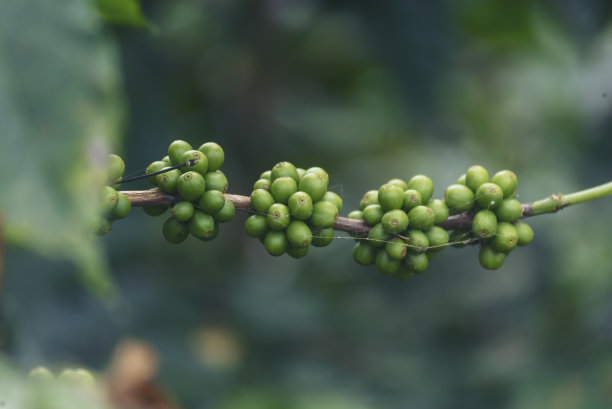 近景绿种子浆果收获阿拉比卡咖啡园。绿咖啡豆、浆果、新鲜生种子咖啡树生长在生态有机农场。鲜咖啡豆绿叶灌木生态浆果植物图片下载