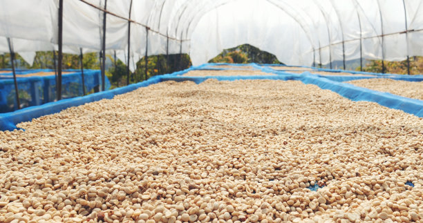 在生态农场里，生咖啡豆堆着干燥的绿色种子。香气浓咖啡农场种植咖啡豆农业对象。晒干新鲜阿拉比卡加工收获黑咖啡图片下载