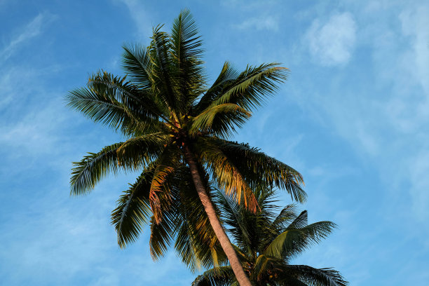 椰子树图片下载