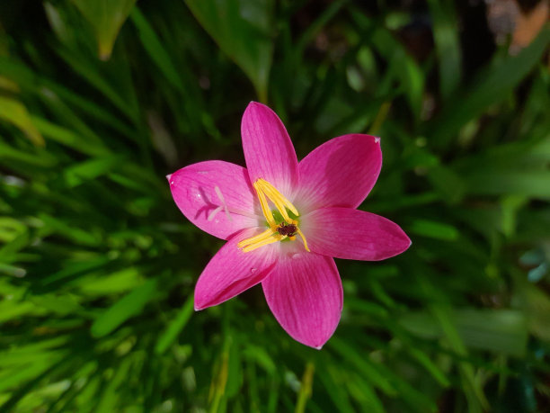 一个充满活力的粉红色花朵的特写镜头，在深绿色的树叶背景下被照亮。图片下载