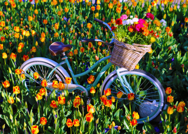 全帧春季背景复古蓝色自行车柳条篮子的花在郁金香盛开的田野图片下载