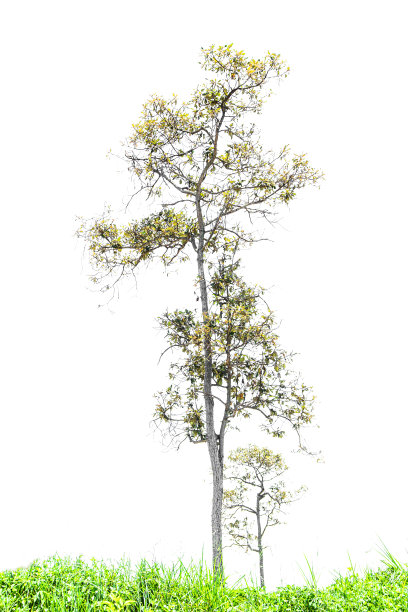 白色背景上孤立的树木，用于设计、广告和建筑的热带树木。图片下载