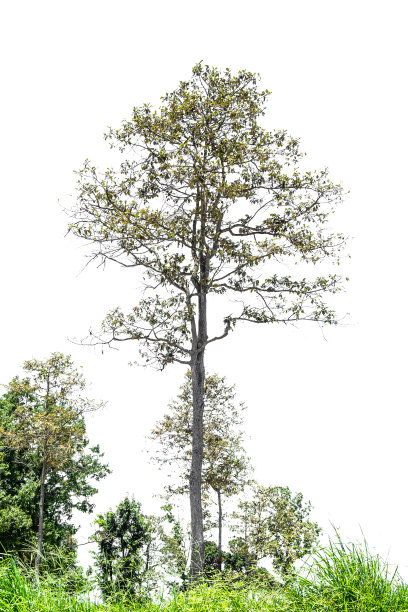 白色背景上孤立的树木，用于设计、广告和建筑的热带树木。图片下载