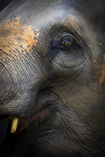 大象特写，戏剧性的动物肖像。图片下载