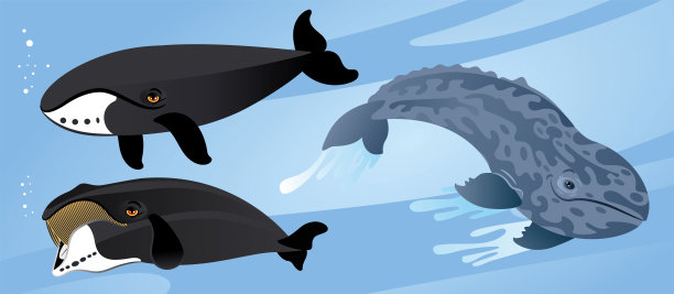 鲸鱼图片下载