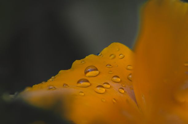 一张黄色花瓣的宏观图，花瓣上有露珠图片下载