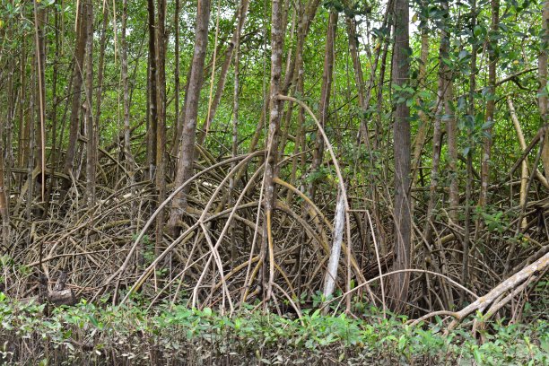 西印度群岛特立尼达的卡罗尼沼泽和卡罗尼鸟类保护区的红树林图片下载