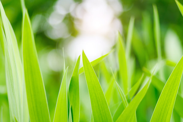 草叶微距摄影图片下载