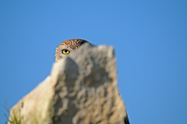 一只猫头鹰看着摄影师图片下载