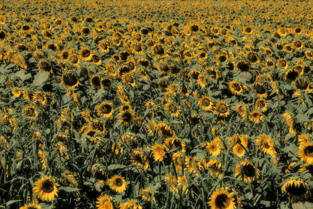 疯狂，梦幻般的向日葵来自意大利图片下载