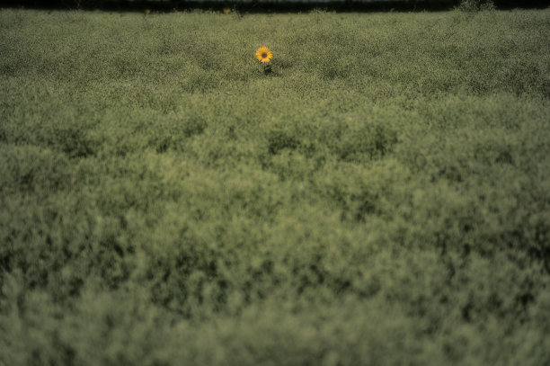 疯狂，梦幻般的向日葵来自意大利图片下载