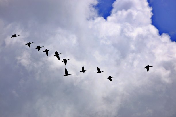 迁徙的鸟类图片下载