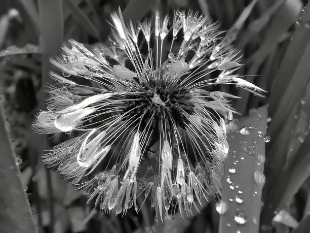 雨后的蒲公英图片下载